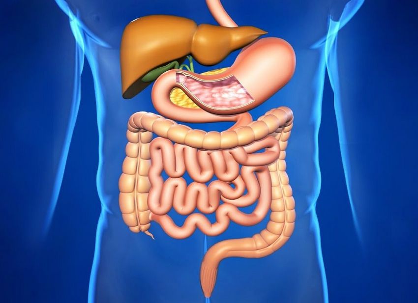 Антипаразитарная чистка организма: практические рекомендации организма